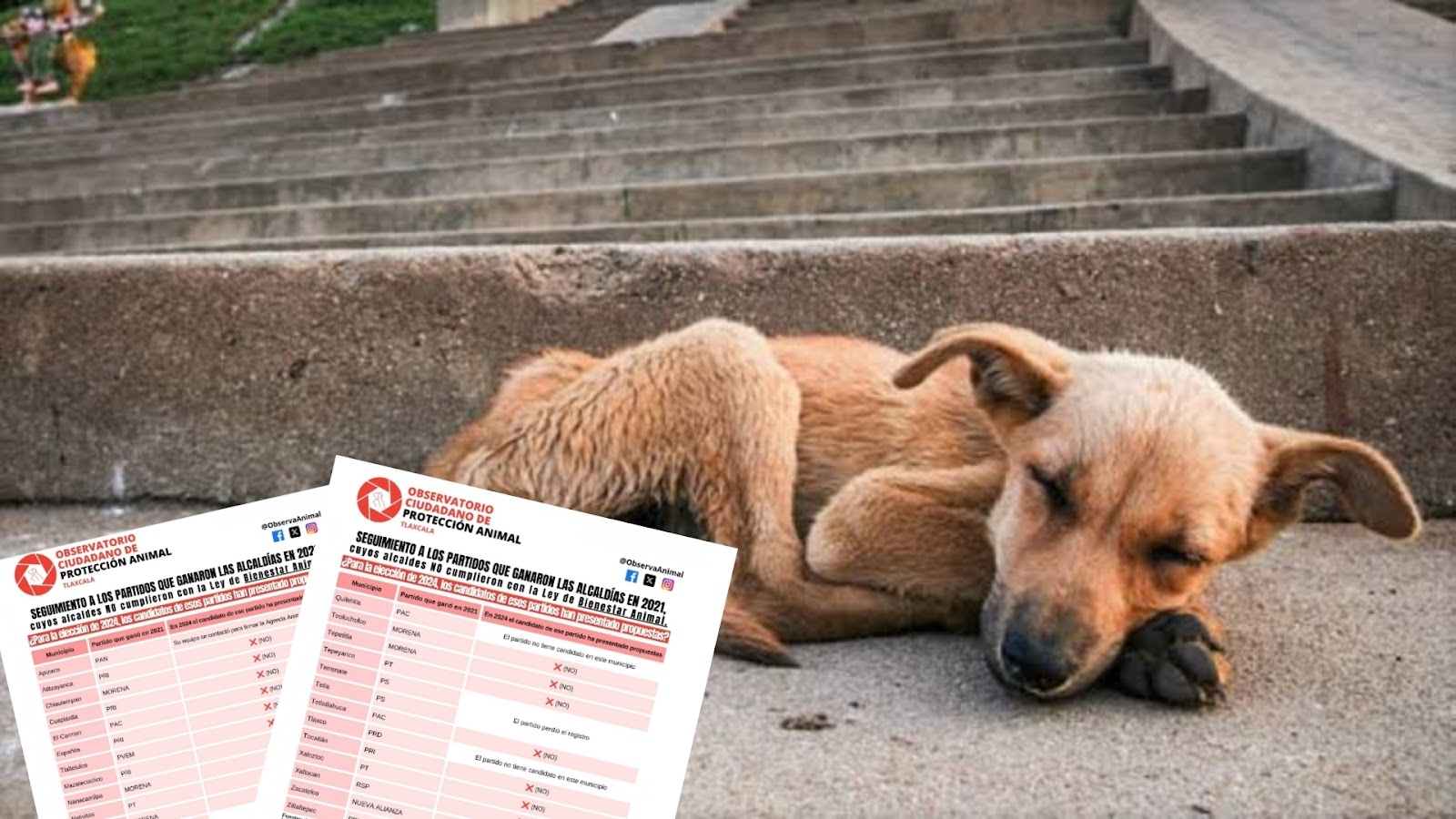 Señala OCPA a partidos que ganaron alcaldías omisos a Ley de Bienestar Animal
