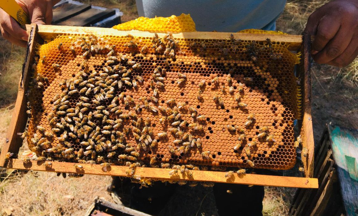 Conmemora Gobierno del Estado el Día mundial de las abejas y el Día nacional de los polinizadores