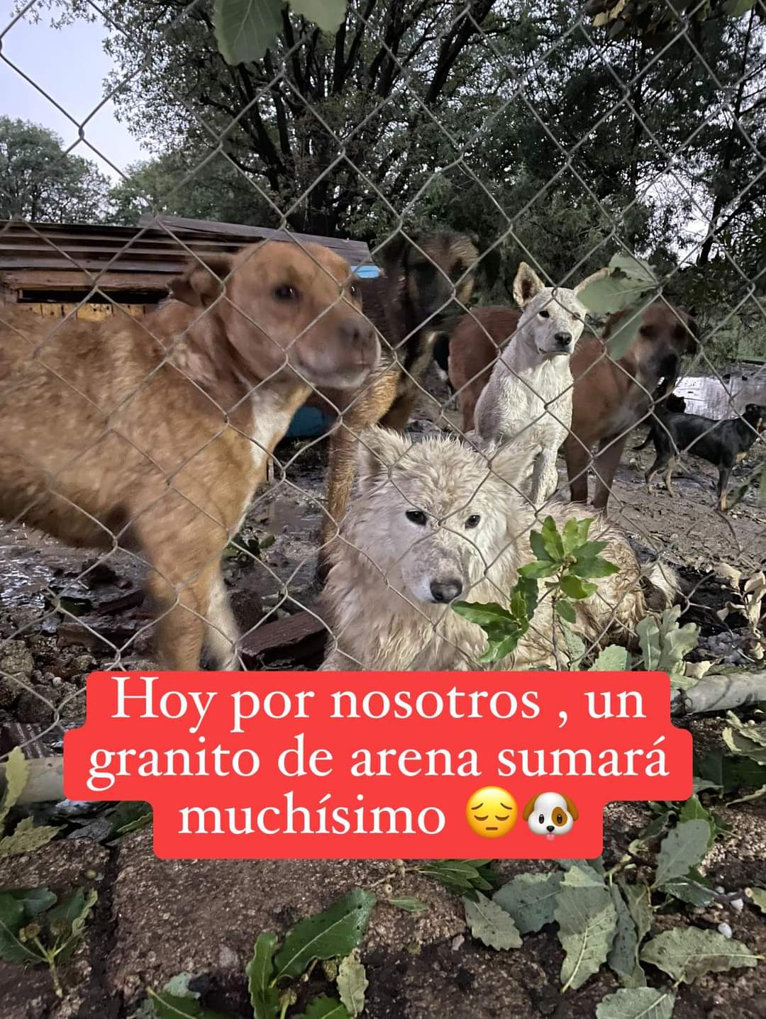 Granizada deja estragos en albergue de lomitos en Coaxomulco