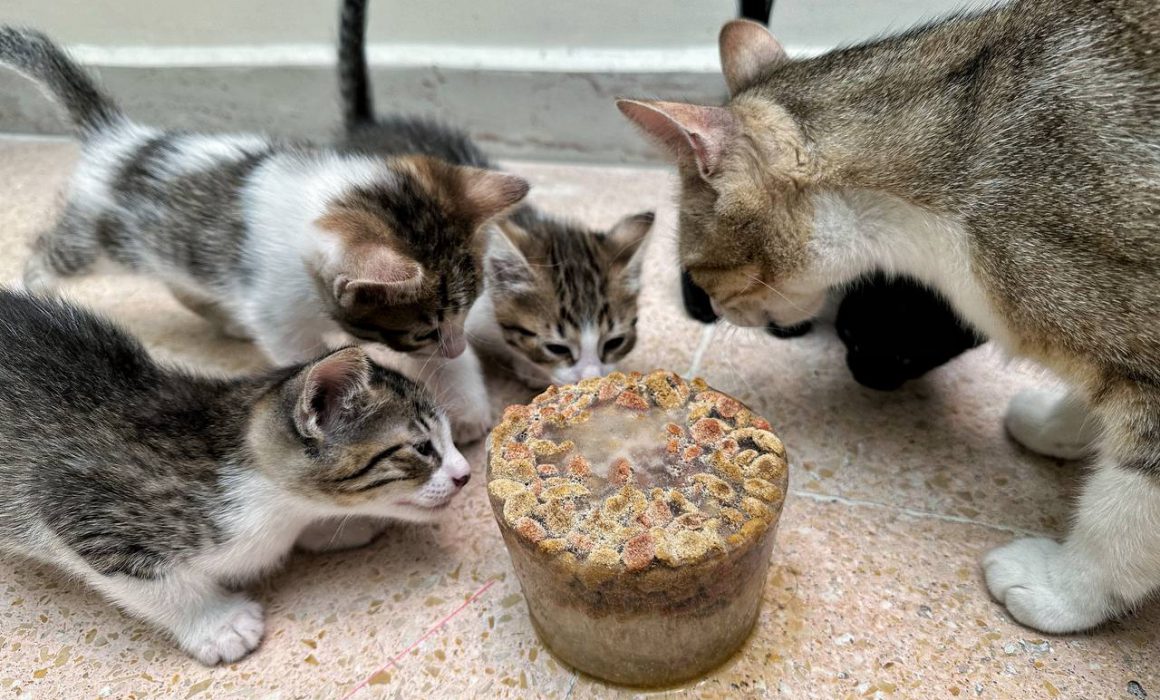 Exhorta Gobierno de Tlaxcala a cuidar animales ante ola de calor