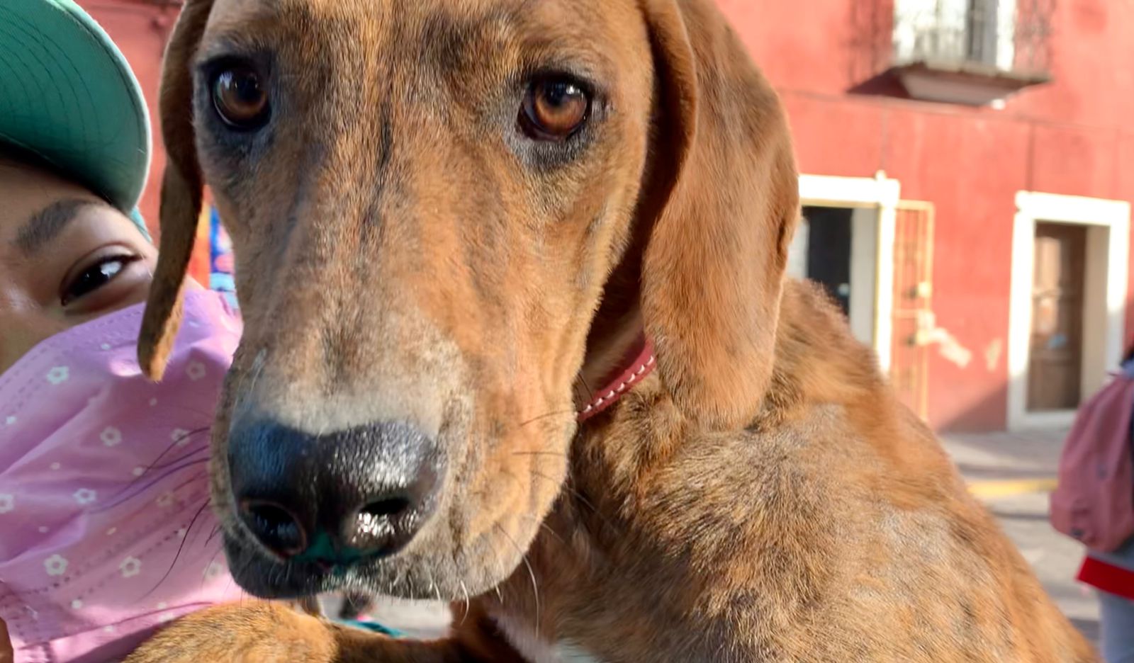 Lamenta OCPA baja respuesta de candidatos para firmar Agenda Animalista
