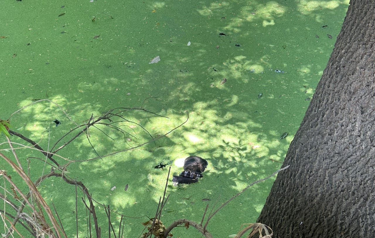 Ubican sin vida a un hombre en presa de Los Reyes Quiahuixtlán