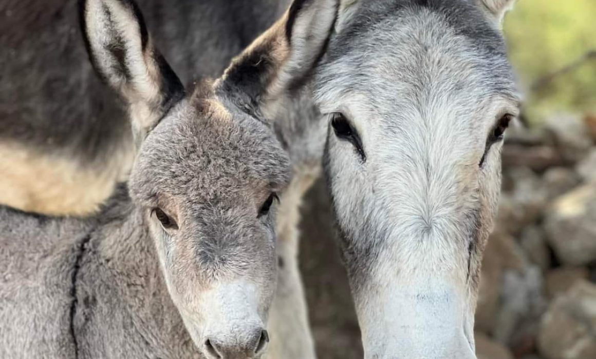 Tlaxcala cuenta con un santuario que protege a los burros