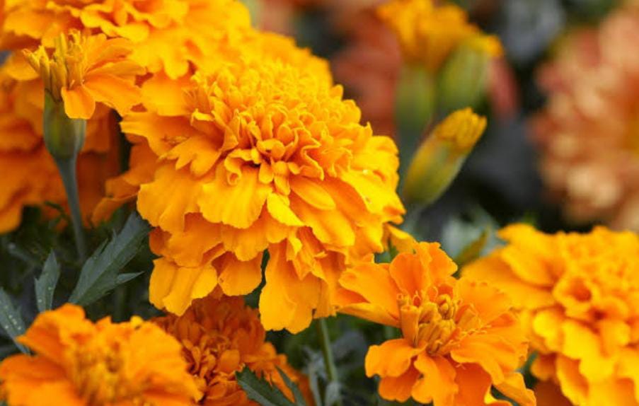 Lluvias amenazan la producción de cempasúchil en Tlaxcala para Día de Muertos