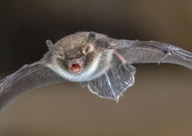 Posible caso de rabia humana en Oaxaca tras muerte de hombre por mordedura