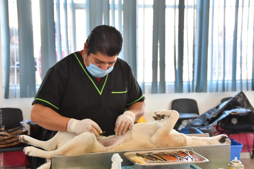 ¡Esterilización gratuita de mascotas en Huamantla! Únete al cuidado animal del 15 al 31 de octubre