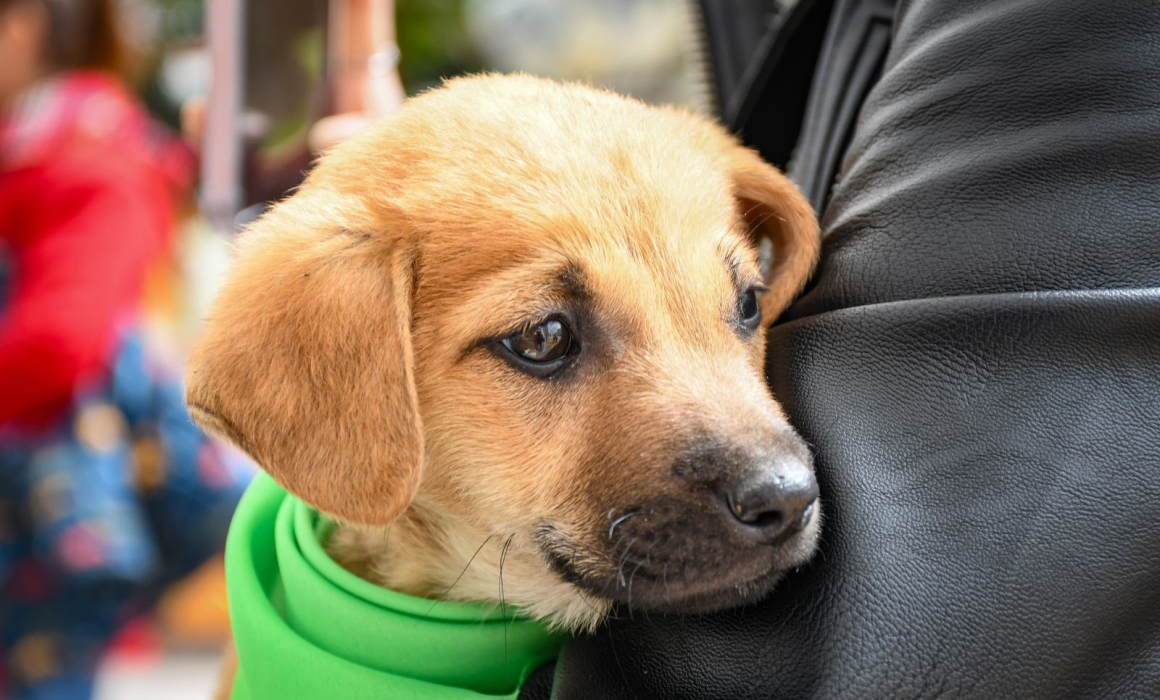 Feria de Adopción Canina 2024: Nueva Vida para Perros y Familias en Huamantla