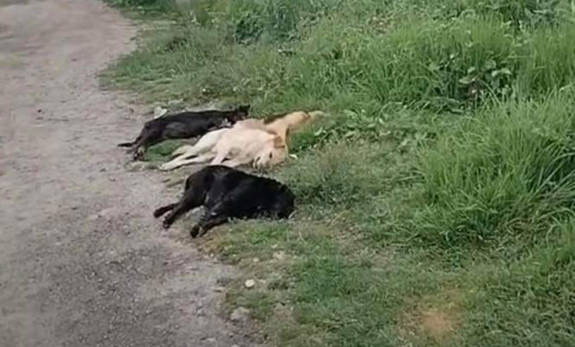 Condena OCPA envenenamiento masivo de perritos en Calpulalpan