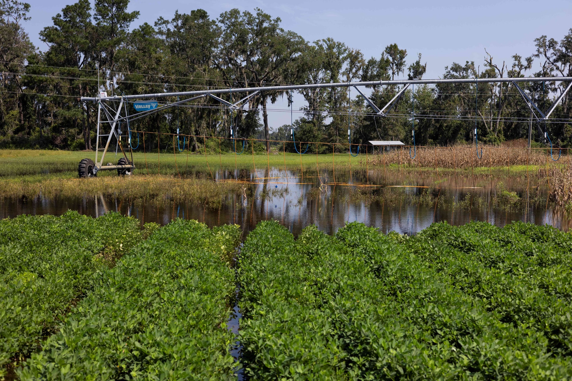 Impacto Económico del Huracán Debby en la Agricultura de Florida: Pérdidas Millonarias Estimadas