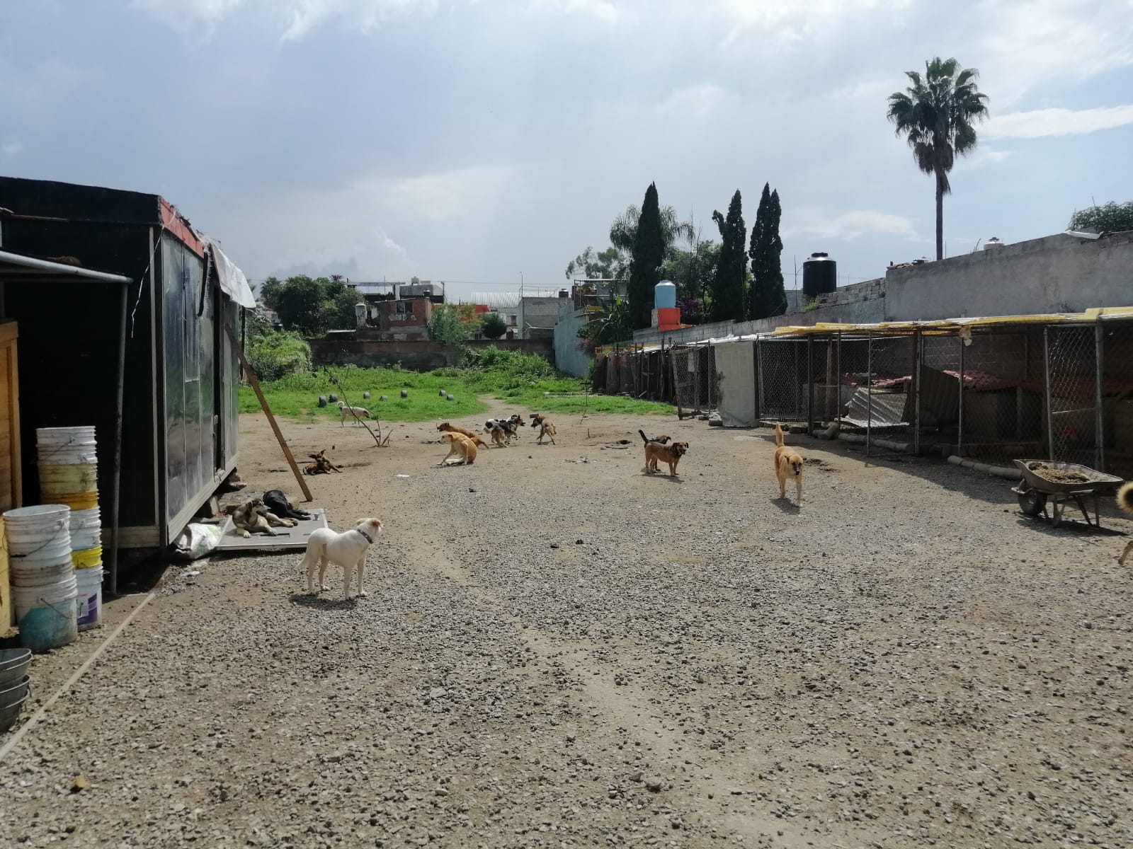 Jornadas de adopción responsable en Cholula buscan disminuir población de “Huellitas con Alma”