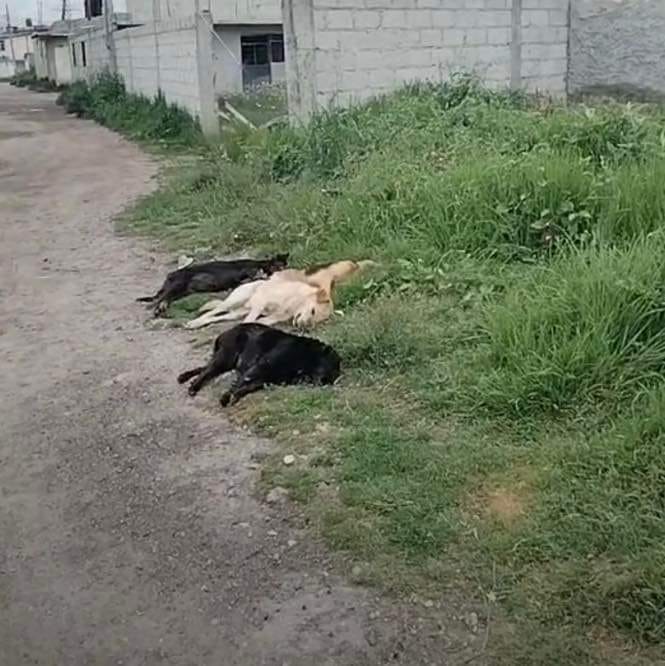 Exigen a FGJ investigar envenenamiento masivo de perros en Calpulalpan