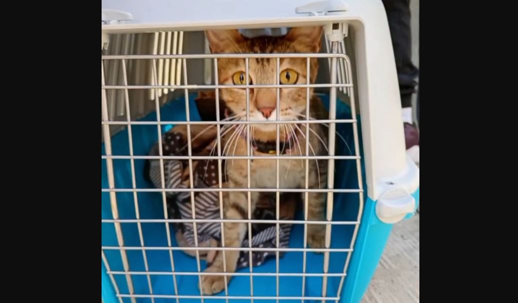 Gobierno capitalino promueve la salud animal en San Miguel Canoa