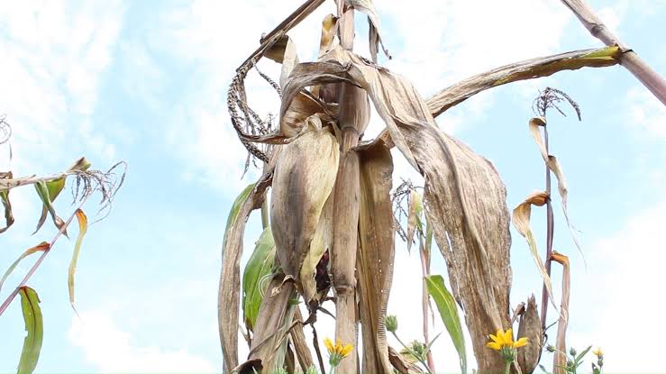 Agricultores del sur de Tlaxcala resisten ante la sequía y el clima incierto