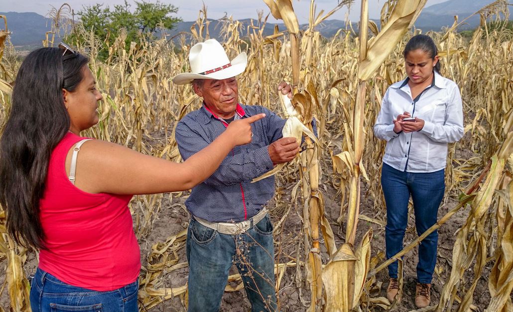 Inicia dispersión del apoyo económico a productores rurales