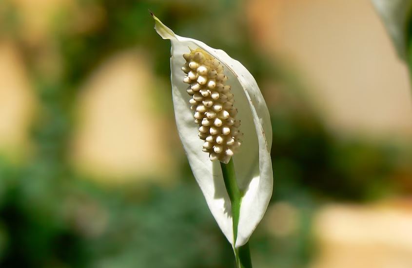 ¿Por qué se queman las hojas de la cuna de Moisés?