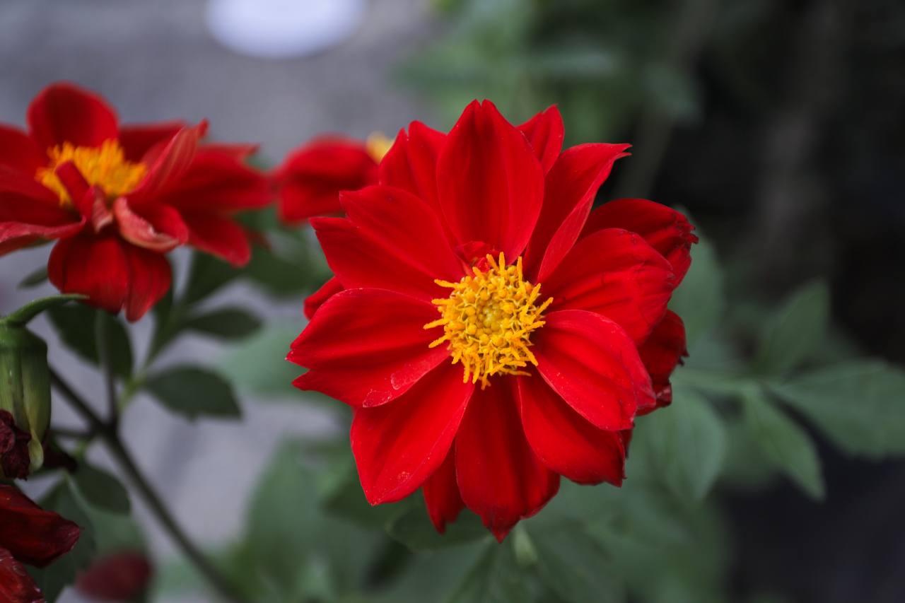 Conmemora Lupita Cuautle el Día de la Madre Tierra con jornada de adopción de árboles
