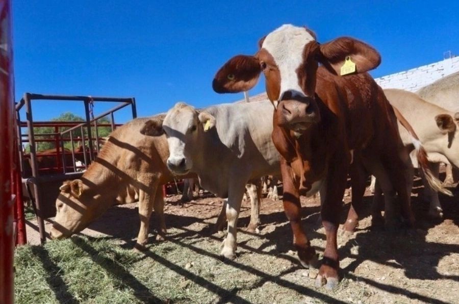 México endurece vigilancia sanitaria para evitar plagas en el ganado
