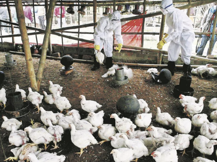 Secretaría de Salud confirma primer caso humano de influenza aviar H5N1 en México