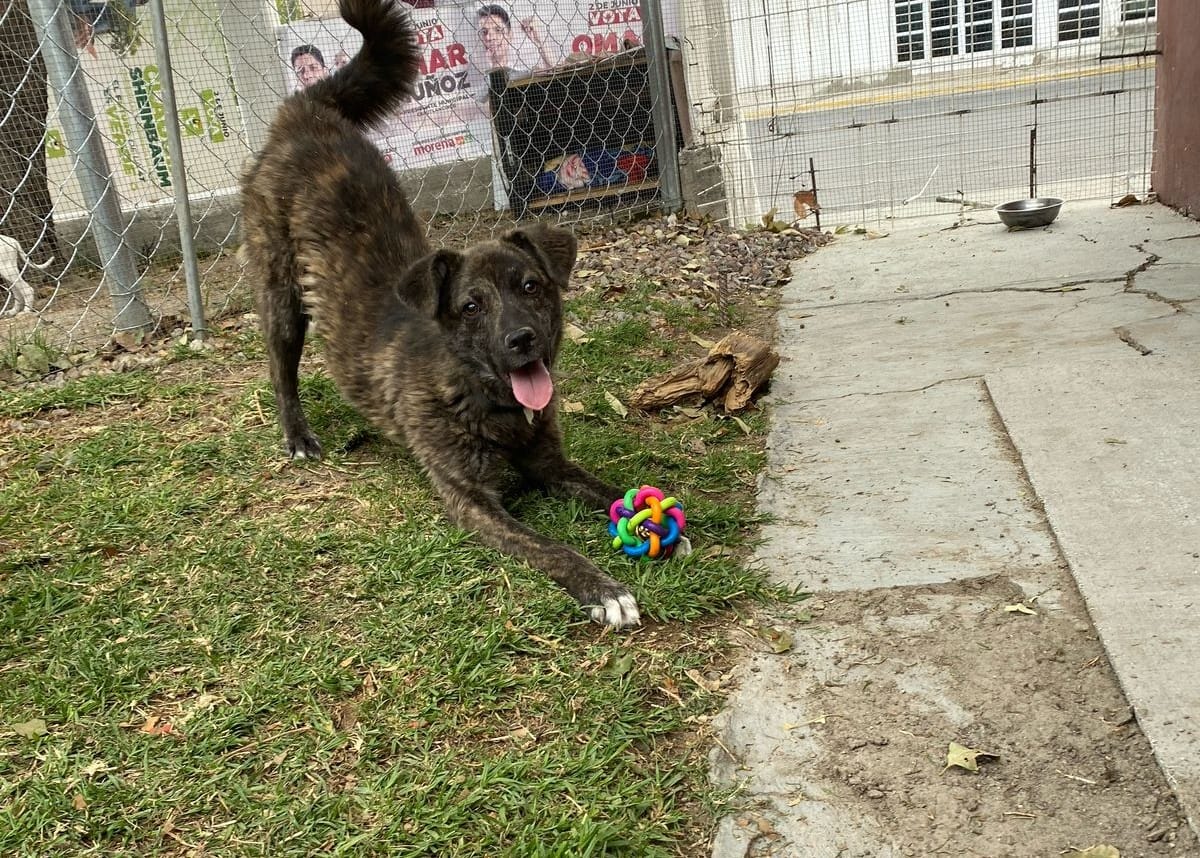  Se logra la primera sanción administrativa en materia de bienestar animal en Cuautlancingo