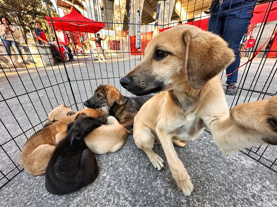 Fallas legales afectan la efectividad de la Coordinación de Bienestar Animal