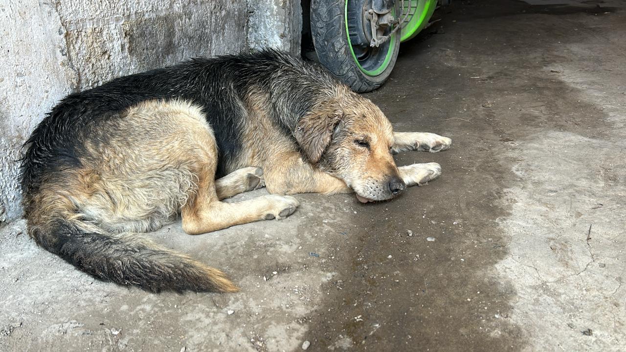 Bienestar Animal activo las 24 horas en Cuautlancingo