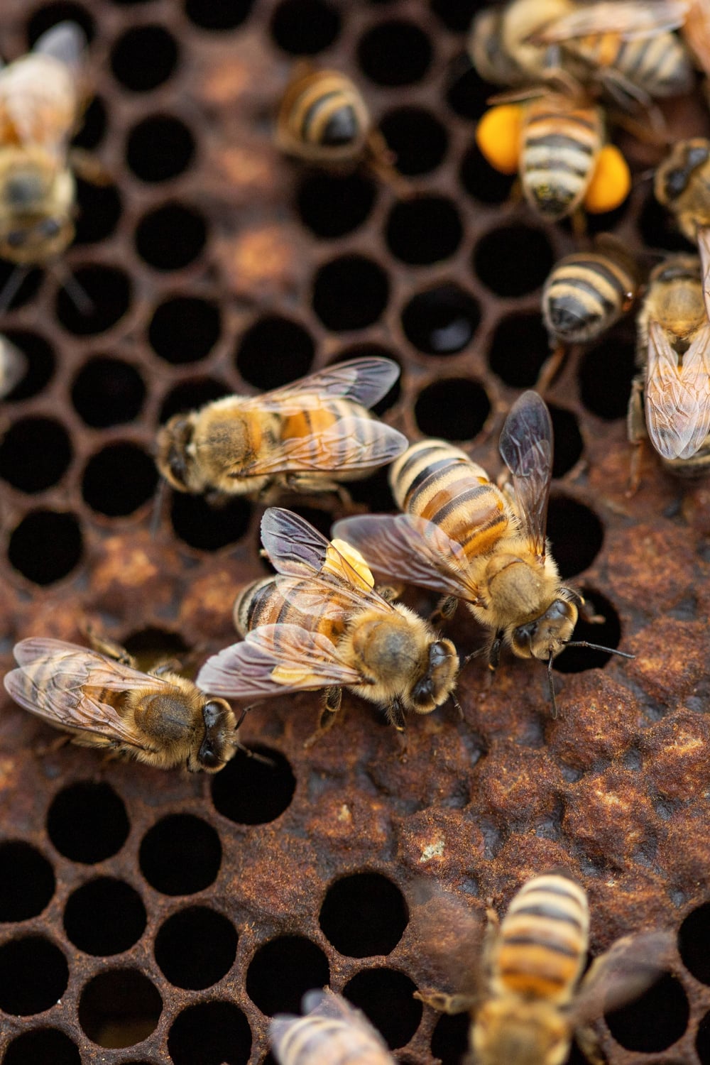 abejas1