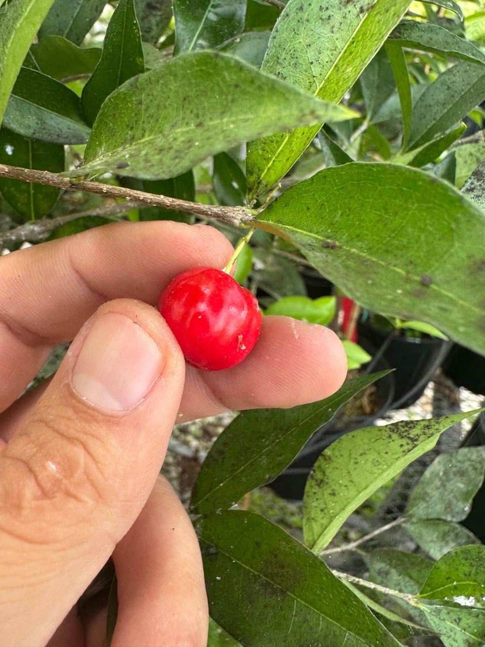 acerola2