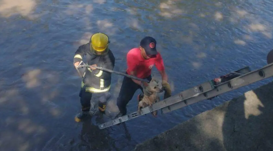 Solidaridad en Tlaxcala: vecinos y bomberos rescatan a perrito del río Zahuapan