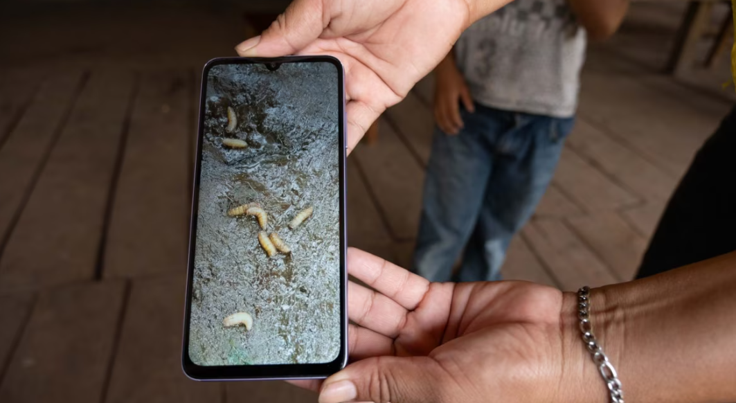 Primer caso humano de miasis en Tabasco: hombre de 76 años se recupera