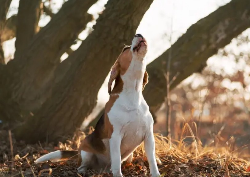 Qué significa que un perro aúlle en la madrugada