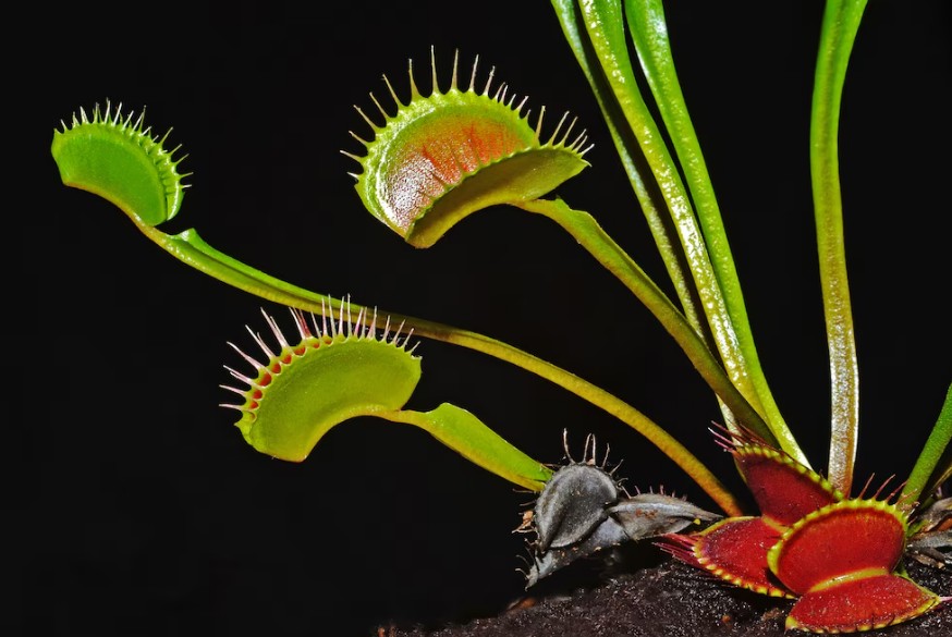 Qué son las plantas carnívoras