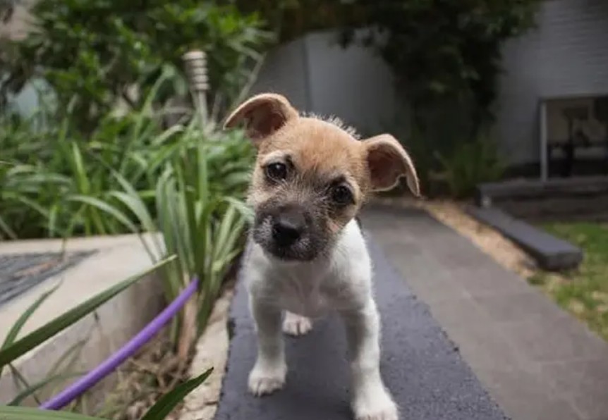 Por qué los perros inclinan la cabeza