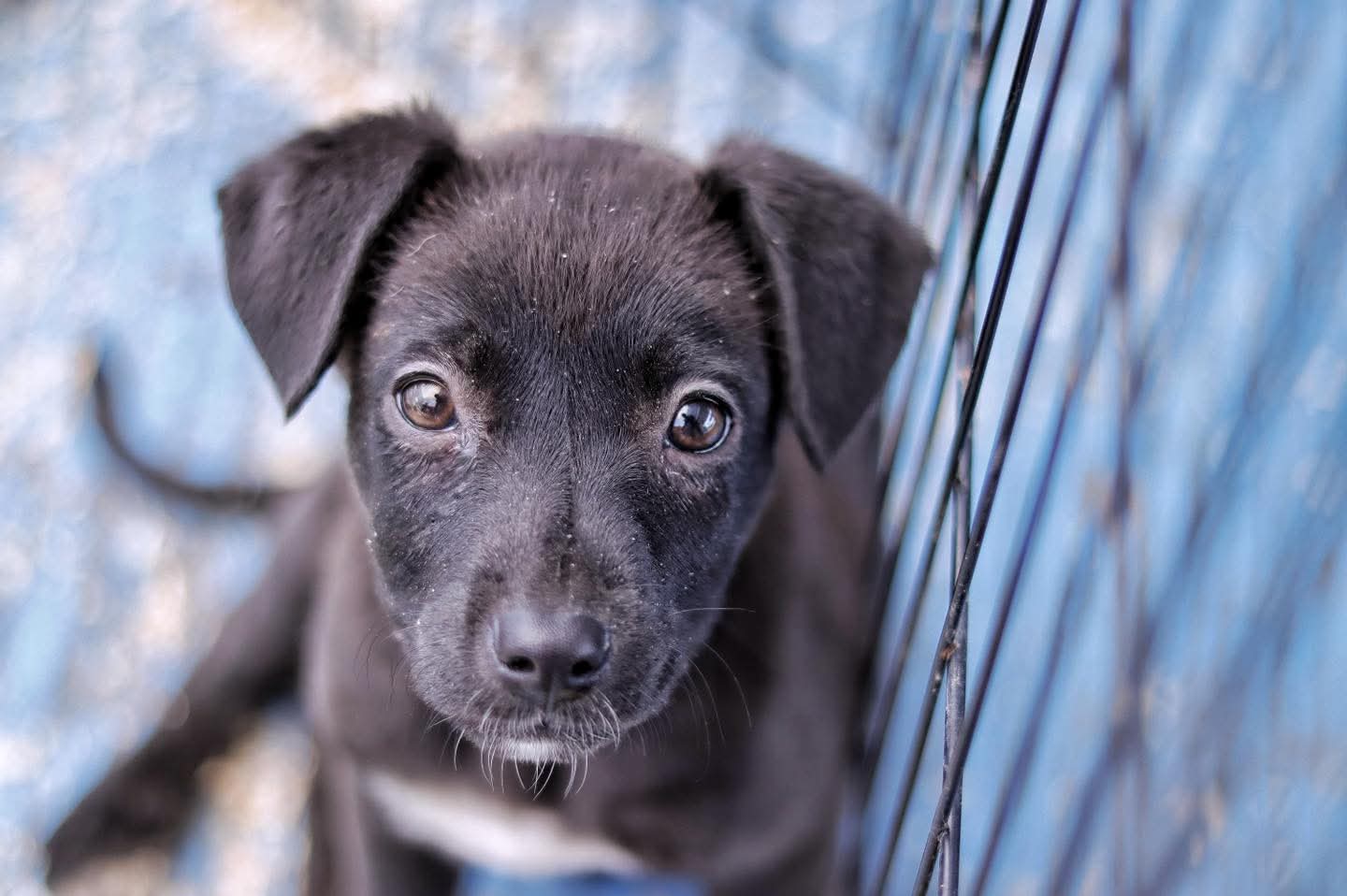 Llama OCPA a evitar "elefante blanco" en CBA ante continuas omisiones