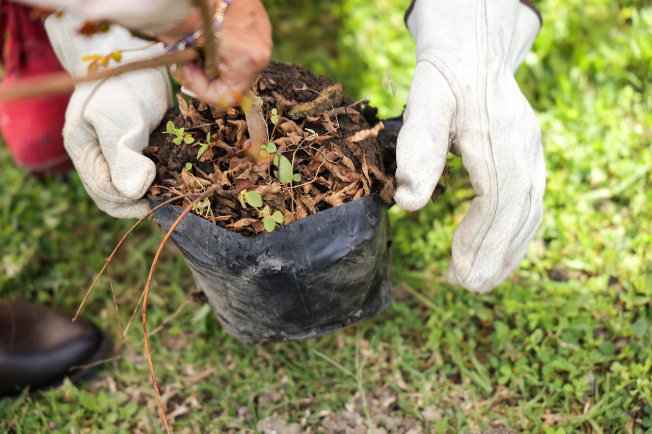 reforestación en u unilomas 3