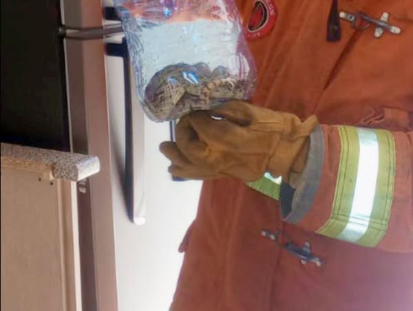 Bomberos atienden reporte de víbora al interior de una vivienda en Las Trojes