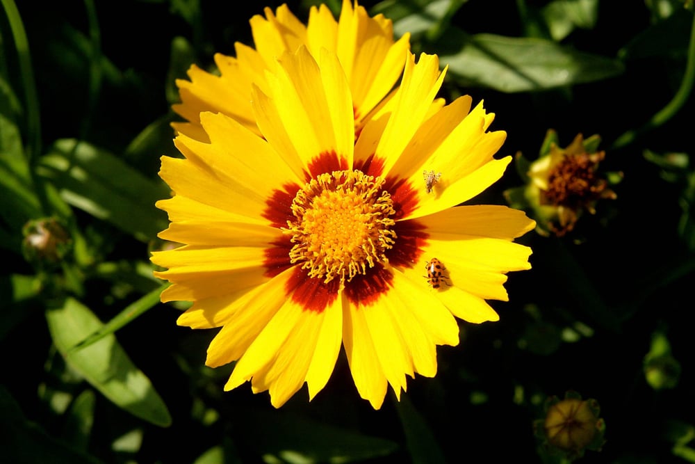 coreopsis