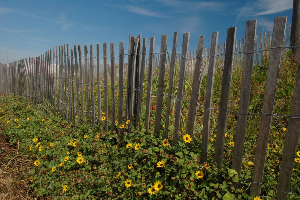 girasoles