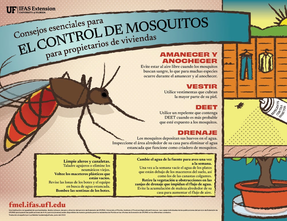 mosquito
