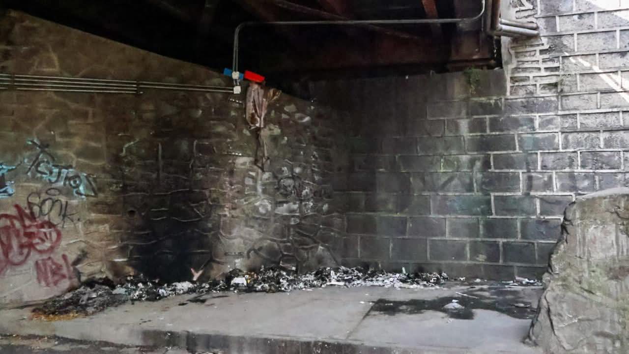 PROPAET Denuncia maltrato animal agravado en Tlaxcala y Totolac; piden cárcel para responsables