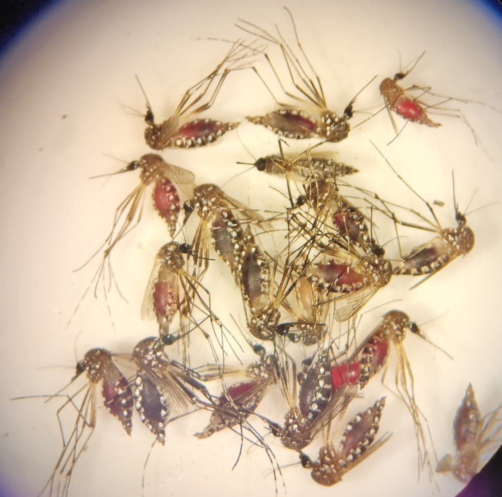 mosquitos1