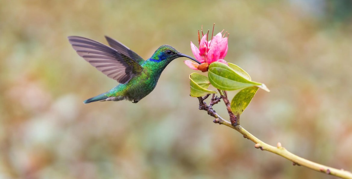 El colibrí y su aura mística a lo largo de la historia