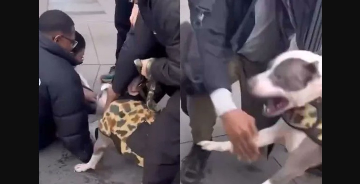 Video viral muestra el ataque del pitbull al bebé en Nueva York