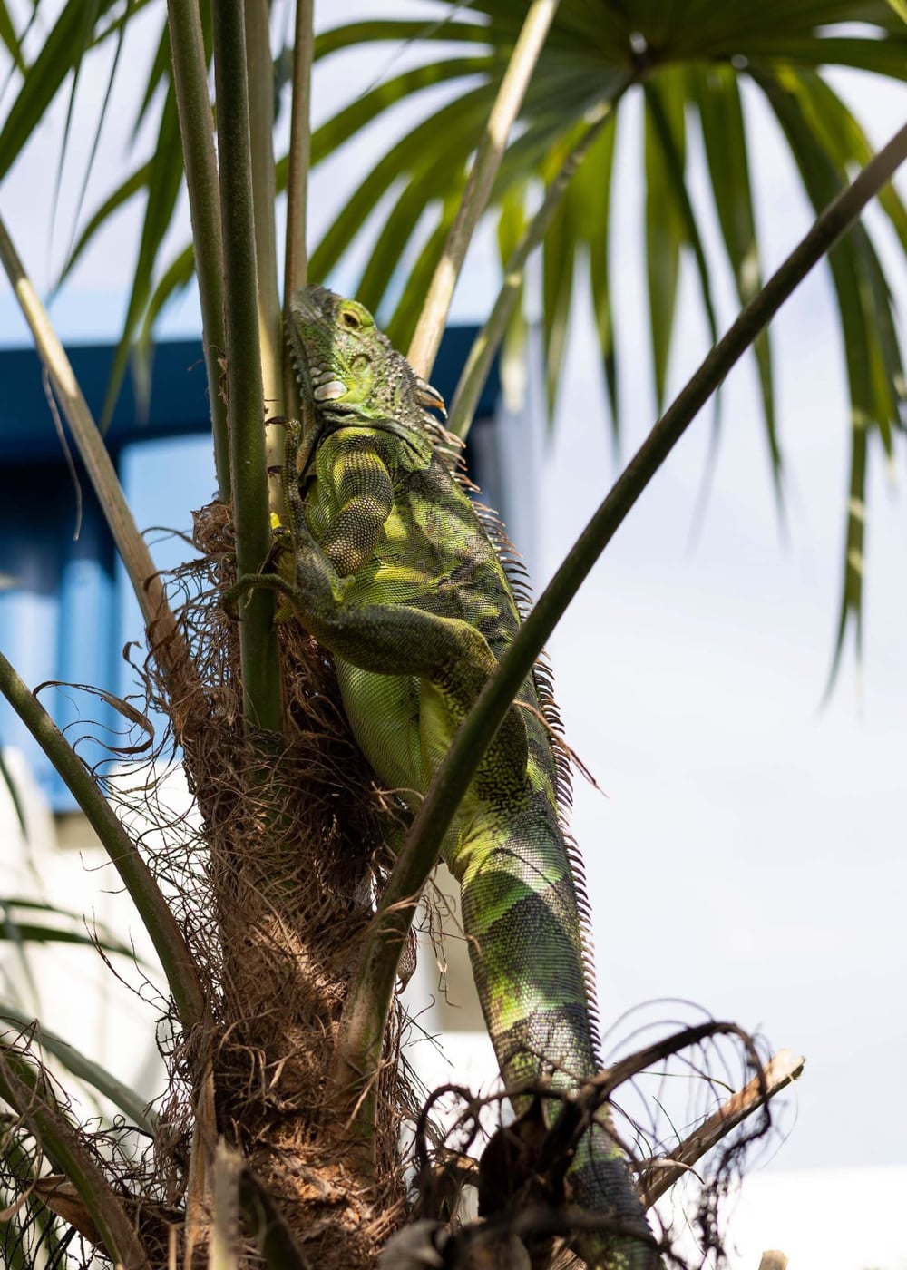 iguana1