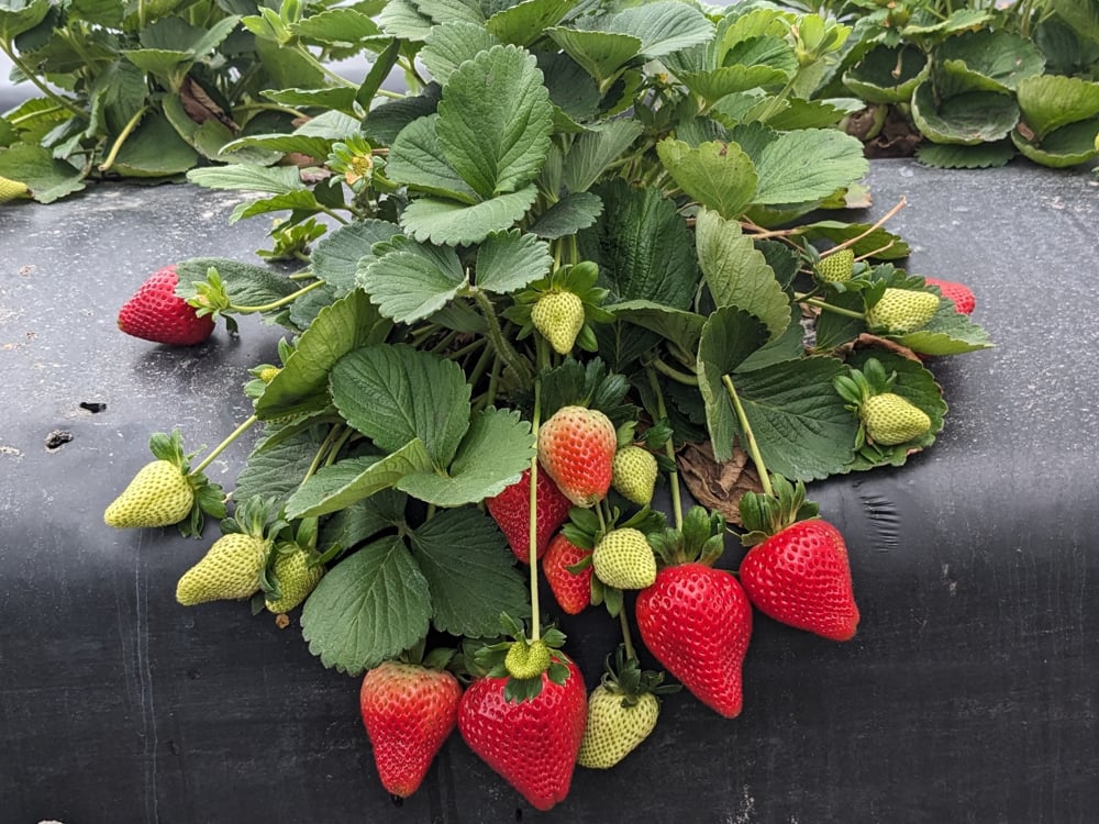 fresas2