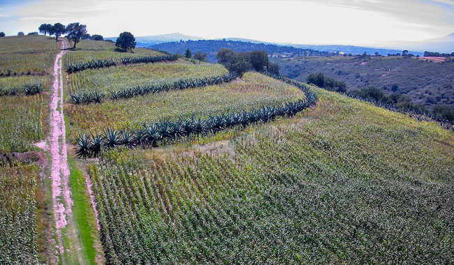 Creció PIB en Tlaxcala durante 2024, Agricultura al alza: INEGI