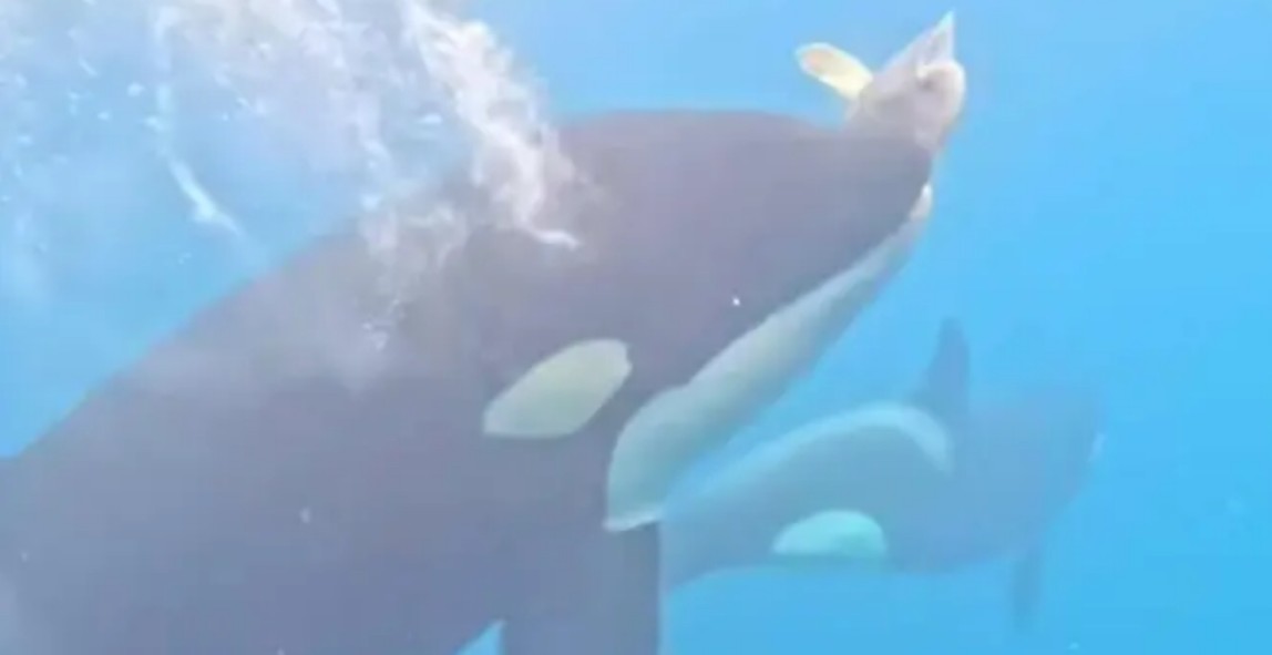 Un avistamiento que dejó a todos con la boca abierta