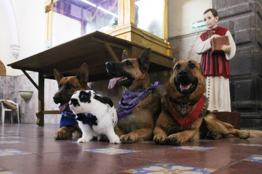 Puebla Celebra el Día Mundial de Bendecir a los Animales