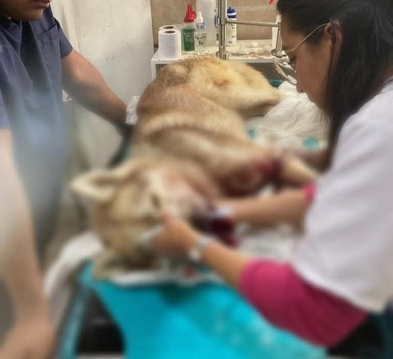 Lesionan de gravedad a perrito en Tlacuilohcan, exigen justicia 