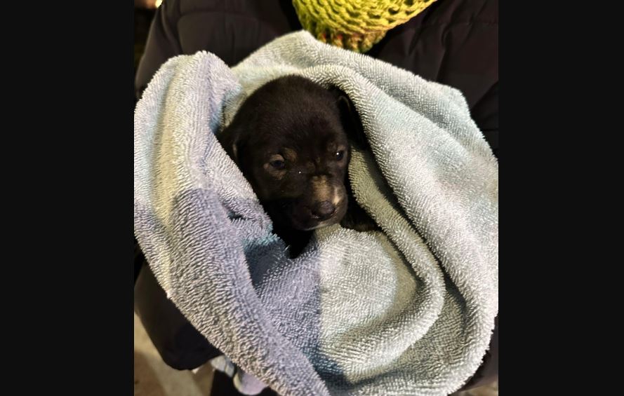Perrito rescatado de una barranca en Puebla encuentra un hogar feliz