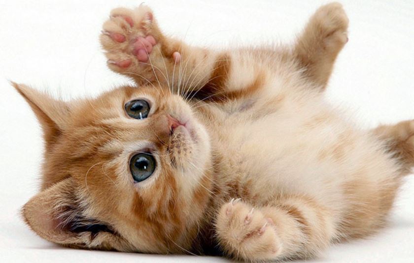 ¿Tu gato te muestra la panza? Descubre qué significa este gesto felino